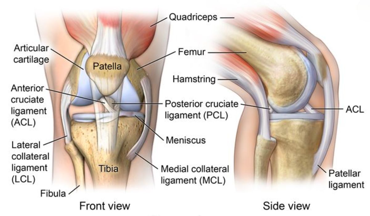 Medical diagram of knee anatomy during golf swing showing rotational forces.